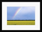 Rainbow and Canola, Morris, Manitoba, Canada by Anonymous