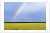 Rainbow and Canola, Morris, Manitoba, Canada by Anonymous