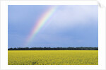 Rainbow and Canola, Morris, Manitoba, Canada by Anonymous