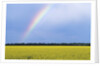 Rainbow and Canola, Morris, Manitoba, Canada by Anonymous