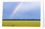 Rainbow and Canola, Morris, Manitoba, Canada by Anonymous