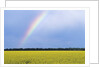 Rainbow and Canola, Morris, Manitoba, Canada by Anonymous