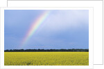 Rainbow and Canola, Morris, Manitoba, Canada by Anonymous