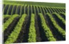 Bean Field Near Treherne, Manitoba, Canada by Anonymous