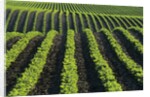 Bean Field Near Treherne, Manitoba, Canada by Anonymous
