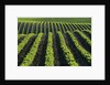 Bean Field Near Treherne, Manitoba, Canada by Anonymous