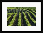 Bean Field Near Treherne, Manitoba, Canada by Anonymous