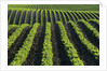 Bean Field Near Treherne, Manitoba, Canada by Anonymous