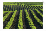 Bean Field Near Treherne, Manitoba, Canada by Anonymous