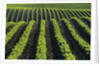 Bean Field Near Treherne, Manitoba, Canada by Anonymous