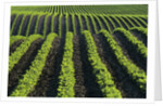 Bean Field Near Treherne, Manitoba, Canada by Anonymous