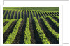 Bean Field Near Treherne, Manitoba, Canada by Anonymous