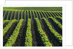 Bean Field Near Treherne, Manitoba, Canada by Anonymous