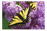 A Canadian Tiger Swallowtail Butterfly (Papilio Canadensis) in the Maritimes, Newfoundland and Labrador, Canada by Anonymous
