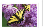A Canadian Tiger Swallowtail Butterfly (Papilio Canadensis) in the Maritimes, Newfoundland and Labrador, Canada by Anonymous