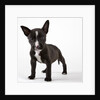 American bulldog puppy by Anonymous
