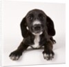Black and white puppy by Anonymous