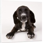 Black and white puppy by Anonymous