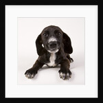 Black and white puppy by Anonymous