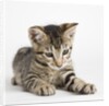 Tabby kitten by Anonymous