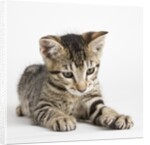 Tabby kitten by Anonymous