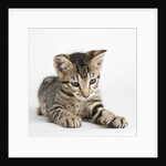 Tabby kitten by Anonymous