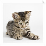 Tabby kitten by Anonymous