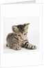 Tabby kitten by Anonymous