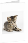 Tabby kitten by Anonymous