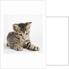 Tabby kitten by Anonymous
