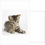Tabby kitten by Anonymous