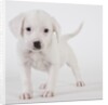 Pitbull puppy by Anonymous
