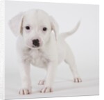 Pitbull puppy by Anonymous