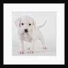 Pitbull puppy by Anonymous