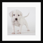 Pitbull puppy by Anonymous