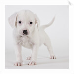 Pitbull puppy by Anonymous