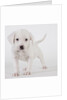 Pitbull puppy by Anonymous