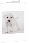 Pitbull puppy by Anonymous