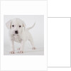 Pitbull puppy by Anonymous