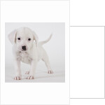 Pitbull puppy by Anonymous