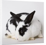 Black and tan rabbit by Anonymous