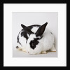 Black and tan rabbit by Anonymous