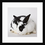Black and tan rabbit by Anonymous