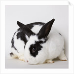 Black and tan rabbit by Anonymous