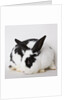 Black and tan rabbit by Anonymous