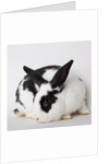 Black and tan rabbit by Anonymous