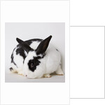 Black and tan rabbit by Anonymous