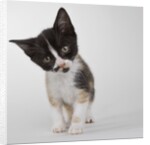 Calico kitten by Anonymous