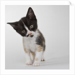 Calico kitten by Anonymous