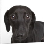 Dachshund mutt by Anonymous